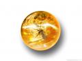 in amber